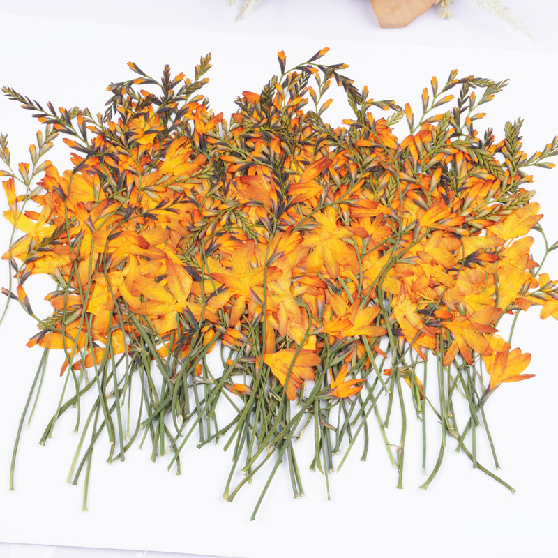 Plant Parent Sticker - 60 Buah Bunga Anggrek Api Kering